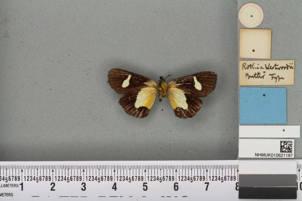 /filer/webapps/moths/media/images/W/westwoodii_Rothia_HT_BMNHb.jpg