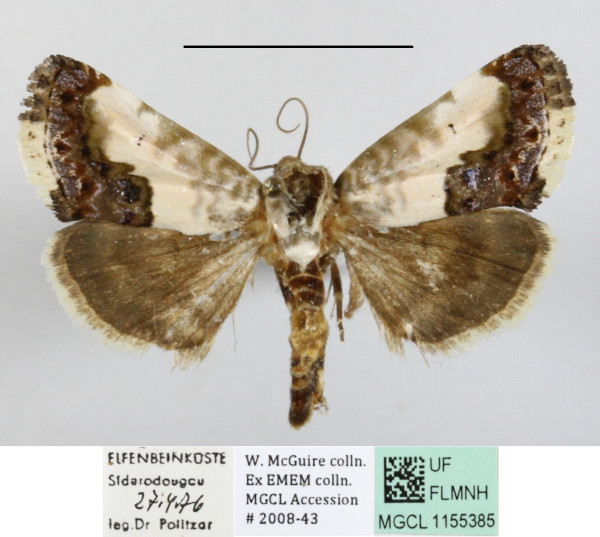 /filer/webapps/moths/media/images/W/whalbergi_Acontia_A_MGCLa_01.JPG