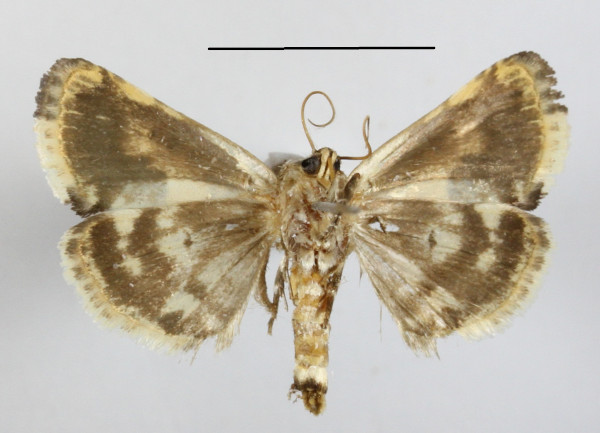 /filer/webapps/moths/media/images/W/whalbergi_Acontia_A_MGCLb_01.JPG