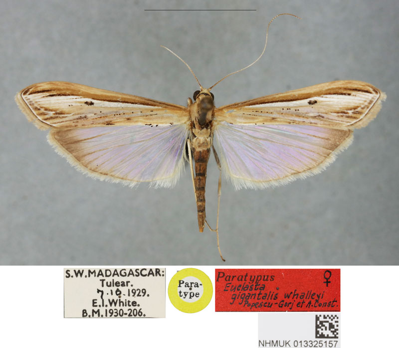 /filer/webapps/moths/media/images/W/whalleyi_Euclasta_PTF_BMNH_01.jpg