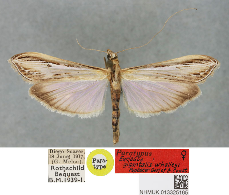 /filer/webapps/moths/media/images/W/whalleyi_Euclasta_PTF_BMNH_02.jpg
