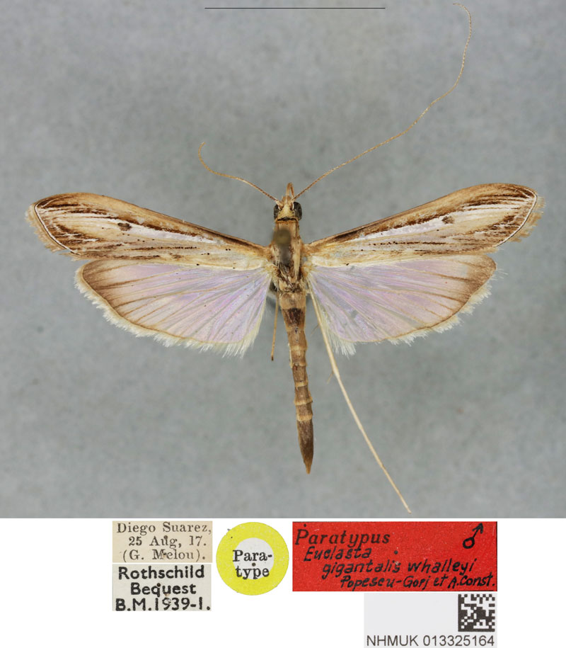 /filer/webapps/moths/media/images/W/whalleyi_Euclasta_PTM_BMNH_01.jpg