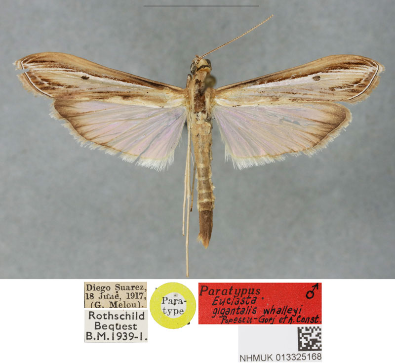 /filer/webapps/moths/media/images/W/whalleyi_Euclasta_PTM_BMNH_02.jpg