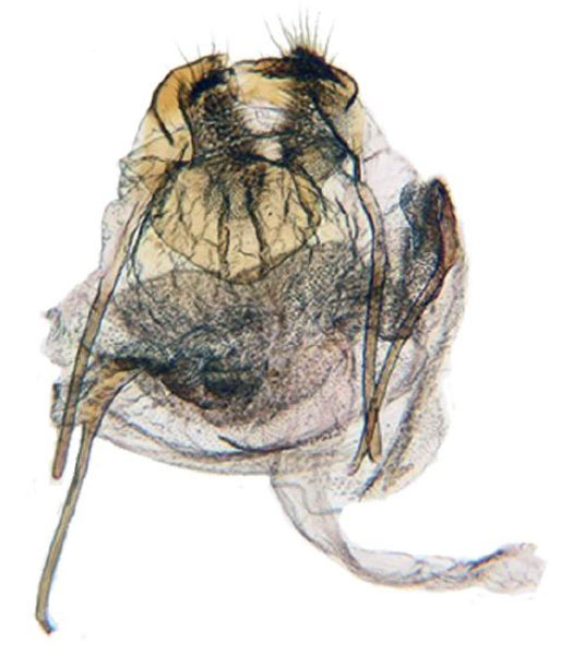/filer/webapps/moths/media/images/W/whalleyi_Gnathodes_GFPT_ANHRT_85.jpg