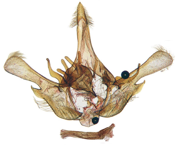 /filer/webapps/moths/media/images/W/whalleyi_Gnathodes_GMHT_ANHRT_92.jpg