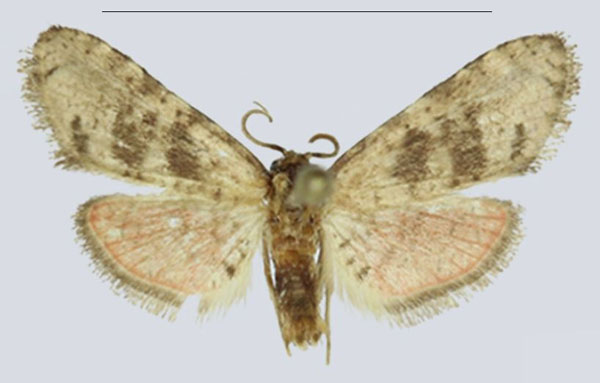 /filer/webapps/moths/media/images/W/whalleyi_Gnathodes_HT_ANHRTa.jpg