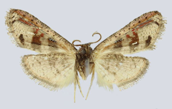 /filer/webapps/moths/media/images/W/whalleyi_Gnathodes_HT_ANHRTb.jpg