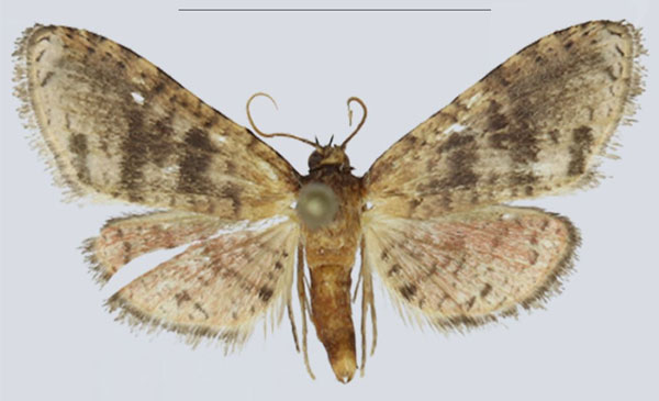 /filer/webapps/moths/media/images/W/whalleyi_Gnathodes_PTF_ANHRTa.jpg