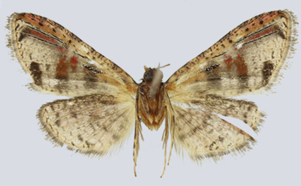 /filer/webapps/moths/media/images/W/whalleyi_Gnathodes_PTF_ANHRTb.jpg