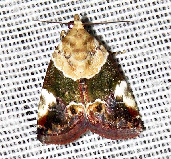 /filer/webapps/moths/media/images/W/wheeleri_Hypercodia_A_Braun_07_5E6zeM7.jpg