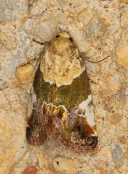 /filer/webapps/moths/media/images/W/wheeleri_Hypercodia_A_Heyns.jpg