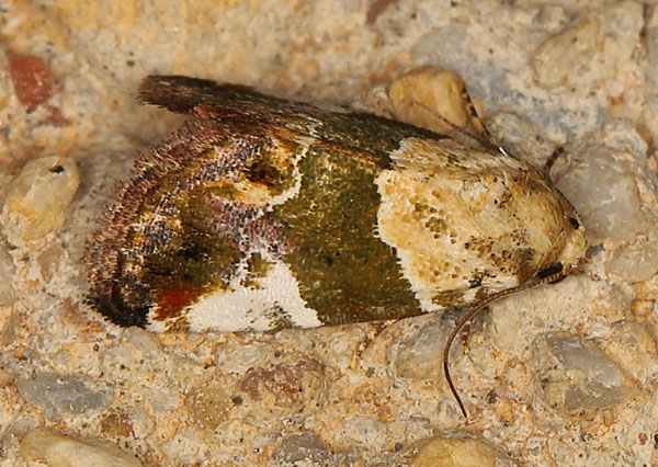 /filer/webapps/moths/media/images/W/wheeleri_Hypercodia_A_Heynsb.jpg