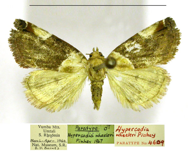 /filer/webapps/moths/media/images/W/wheeleri_Hypercodia_PTM_TMSA.jpg