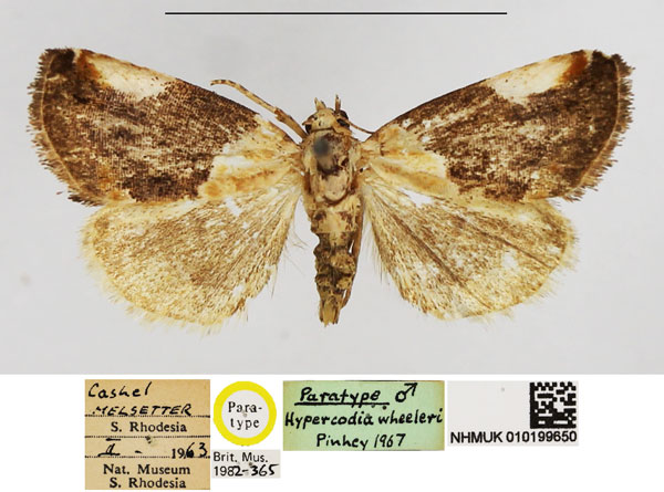 /filer/webapps/moths/media/images/W/wheeleri_Hypercodia_PT_NHMUK.jpg