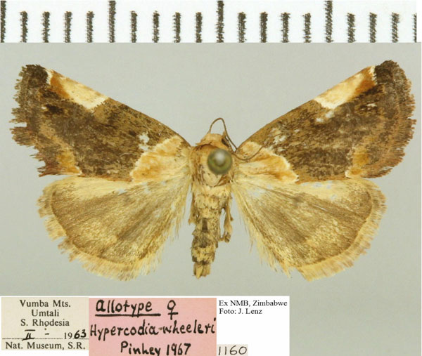 /filer/webapps/moths/media/images/W/wheeleri_Hypercodia_PT_NMB.jpg