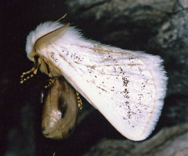 /filer/webapps/moths/media/images/W/whichgrafi_Phiala_A_Roland_05.jpg