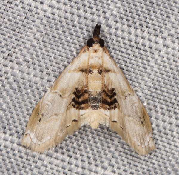 /filer/webapps/moths/media/images/W/whitei_Trichophysetis_A_Heyns_01.jpg