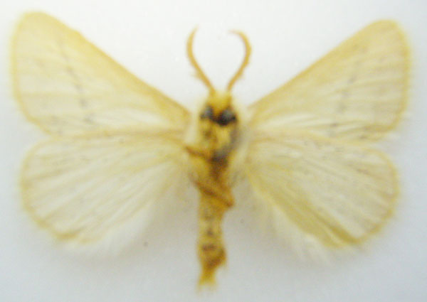 /filer/webapps/moths/media/images/W/wichgrafi_Phiala_STM_NHMUKb.jpg