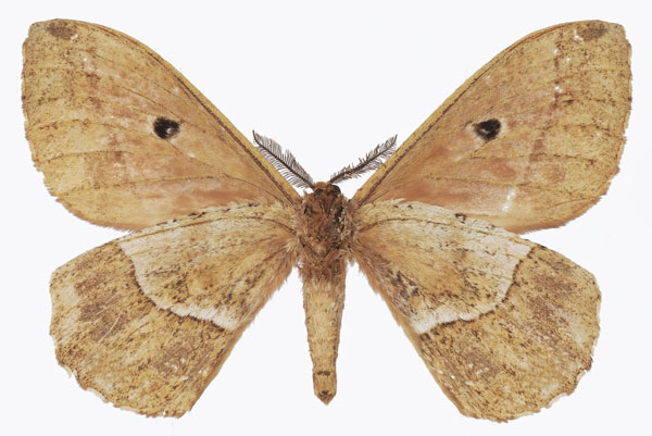 /filer/webapps/moths/media/images/W/widenti_Melanocera_AM_Basquinb.jpg