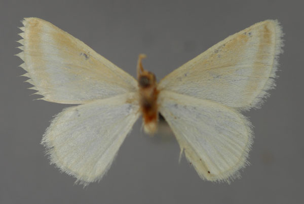 /filer/webapps/moths/media/images/W/wiedenorum_Mixocera_HT_ZSM_02.jpg