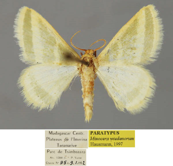 /filer/webapps/moths/media/images/W/wiedenorum_Mixocera_PT_ZSM_01.jpg