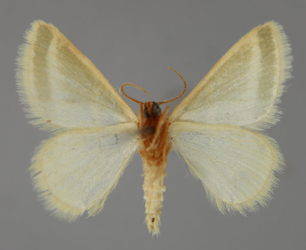 /filer/webapps/moths/media/images/W/wiedenorum_Mixocera_PT_ZSM_02.jpg