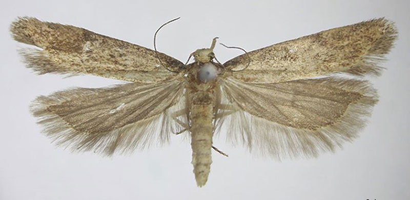 /filer/webapps/moths/media/images/W/wieseri_Scrobipalpa_HT_BMNH.jpg