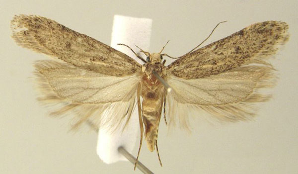 /filer/webapps/moths/media/images/W/wieseri_Scrobipalpa_PTF_KLMK.jpg