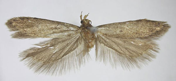 /filer/webapps/moths/media/images/W/wieseri_Scrobipalpa_PTM_BMNH.jpg