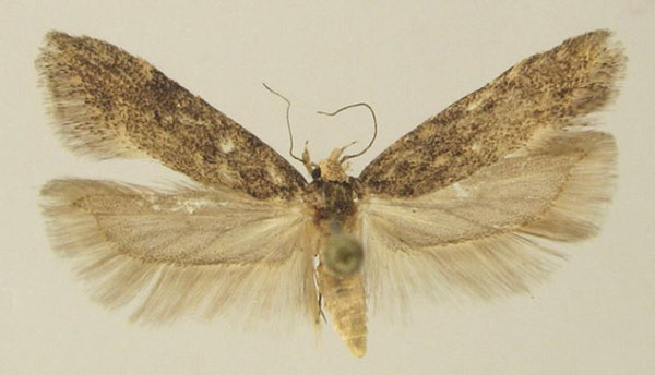 /filer/webapps/moths/media/images/W/wieseri_Scrobipalpa_PTM_KLMK.jpg