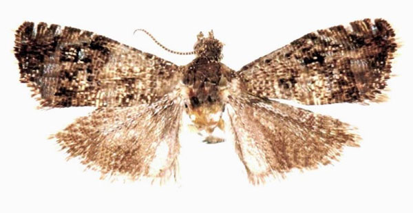 /filer/webapps/moths/media/images/W/willydeprinsi_Coccothera_HT_ZMUCa.jpg