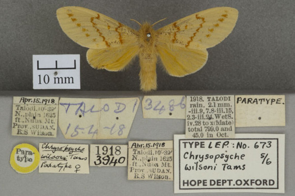 /filer/webapps/moths/media/images/W/wilsoni_Chrysopsyche_PTF_OUMNHa_02.jpg