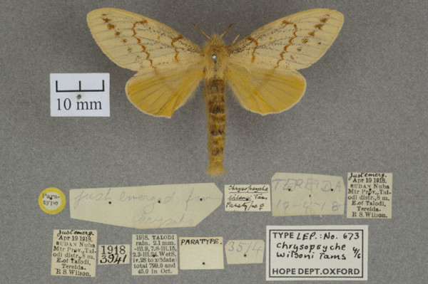 /filer/webapps/moths/media/images/W/wilsoni_Chrysopsyche_PTF_OUMNHa_03.jpg