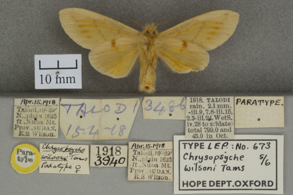 /filer/webapps/moths/media/images/W/wilsoni_Chrysopsyche_PTF_OUMNHb_02.jpg