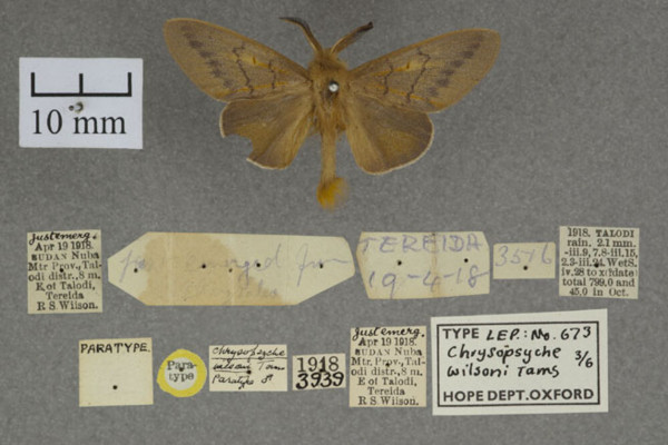 /filer/webapps/moths/media/images/W/wilsoni_Chrysopsyche_PTM_OUMNHa_01.jpg