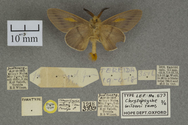 /filer/webapps/moths/media/images/W/wilsoni_Chrysopsyche_PTM_OUMNHb_01.jpg
