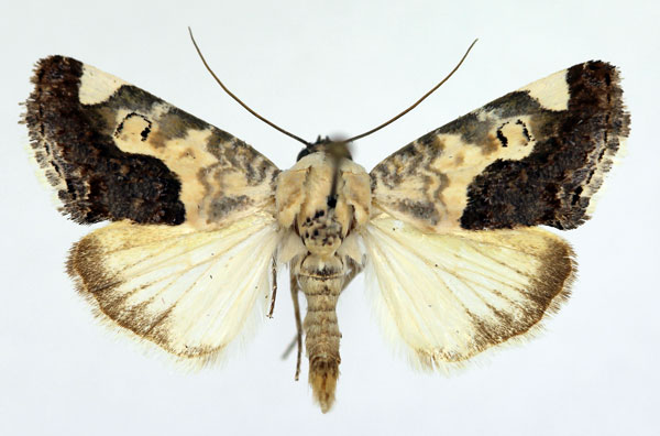 /filer/webapps/moths/media/images/W/wiltshirei_Acontia_AM_Aulombard_01.jpg