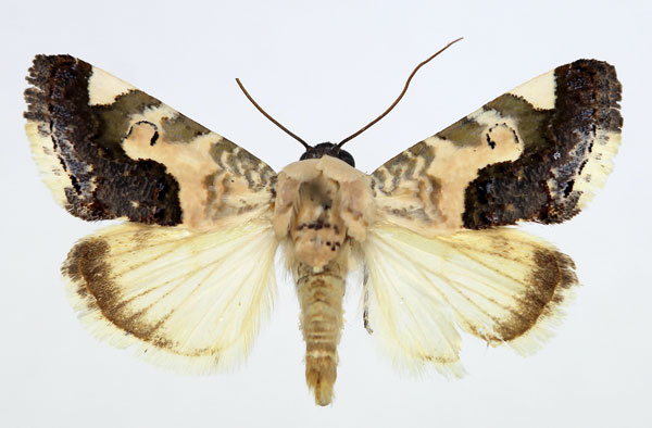 /filer/webapps/moths/media/images/W/wiltshirei_Acontia_AM_Aulombard_02.jpg