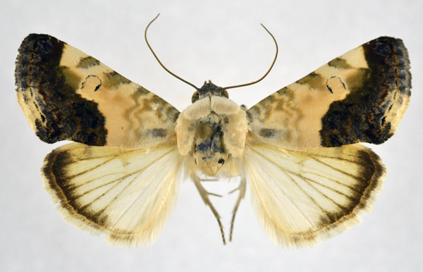 /filer/webapps/moths/media/images/W/wiltshirei_Acontia_PT_NHMO.jpg