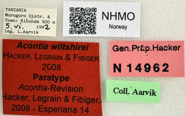 /filer/webapps/moths/media/images/W/wiltshirei_Acontia_PT_NHMOl.jpg
