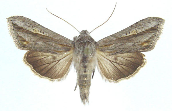 /filer/webapps/moths/media/images/W/wiltshirei_Cucullia_AF_Legrain.jpg