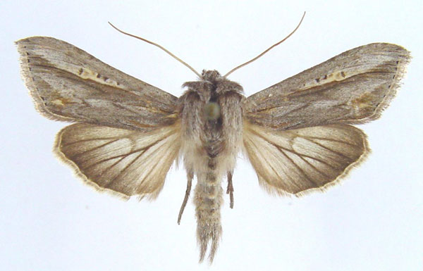 /filer/webapps/moths/media/images/W/wiltshirei_Cucullia_AM_Legrain.jpg