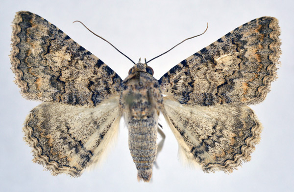 /filer/webapps/moths/media/images/W/wiltshirei_Heteropalpia_A_NHMO.jpg