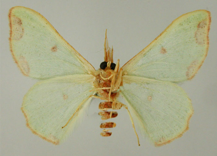 /filer/webapps/moths/media/images/W/wiltshirei_Victoria_HT_ZSMb.jpg