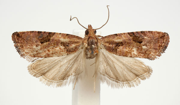 /filer/webapps/moths/media/images/W/windhoeca_Paraeccopsis_AM_BMNH.jpg