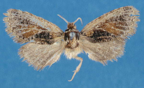 /filer/webapps/moths/media/images/W/winteri_Moyencharia_HT_Lehmann_jjJLSDJ.jpg