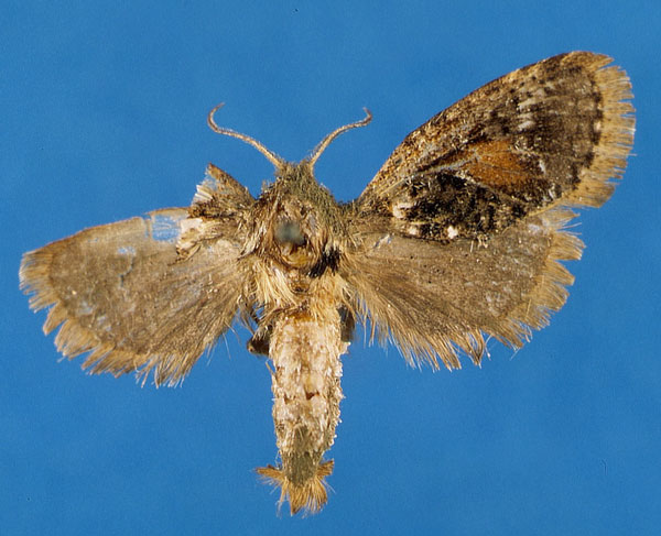 /filer/webapps/moths/media/images/W/winteri_Moyencharia_PT_Lehmann_xuCbwa3.jpg