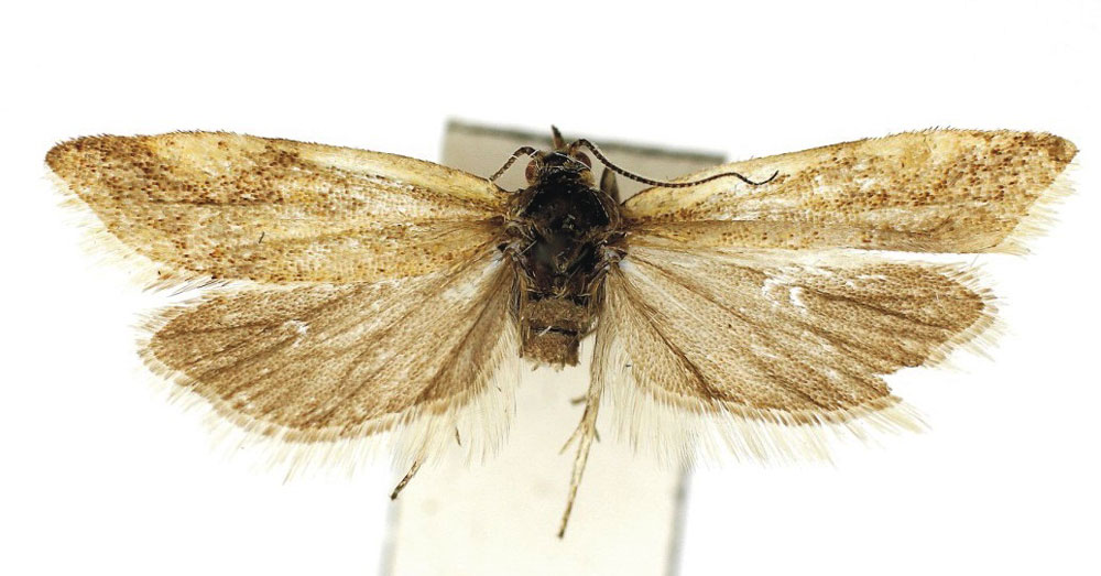 /filer/webapps/moths/media/images/W/wintertonia_Hectaphelia_HT_Bassi.jpg