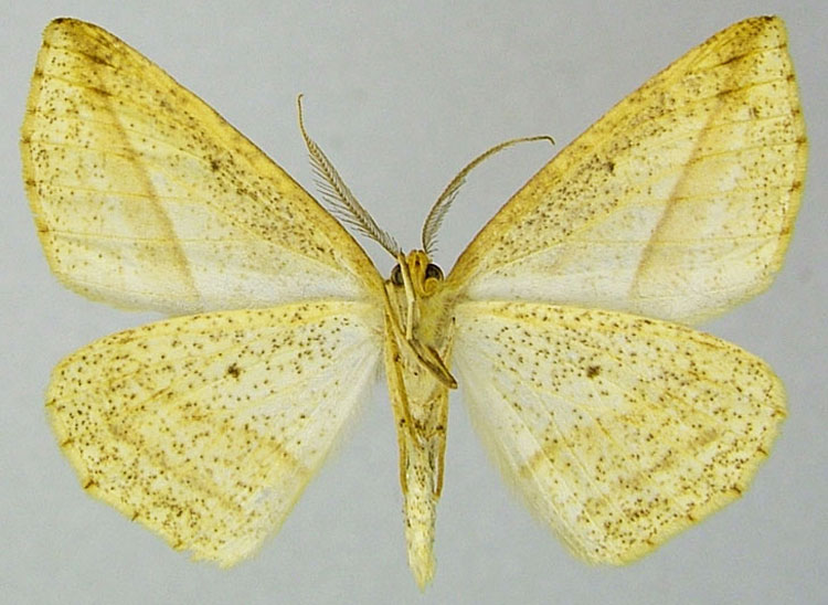 /filer/webapps/moths/media/images/W/wintreberti_Psilocerea_PTM_ZSMb.jpg