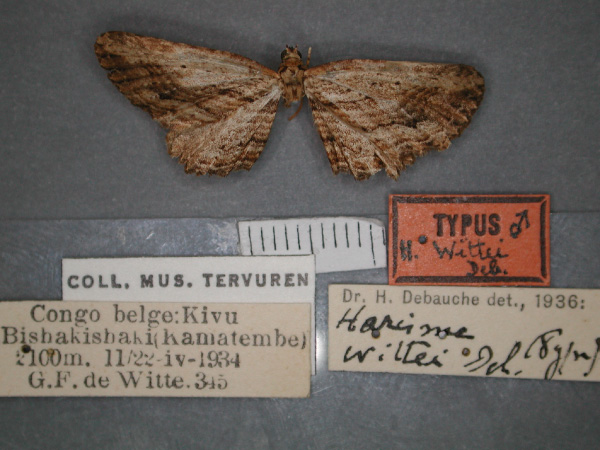 /filer/webapps/moths/media/images/W/wittei_Horisme_HT_RMCA_01.jpg